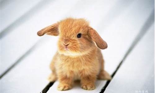赞美兔子的成语有哪些_赞美兔子的成语有哪